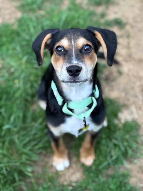 Enlarge Joey, a Adoptable mixed breed in Albany, NY image 2/6
