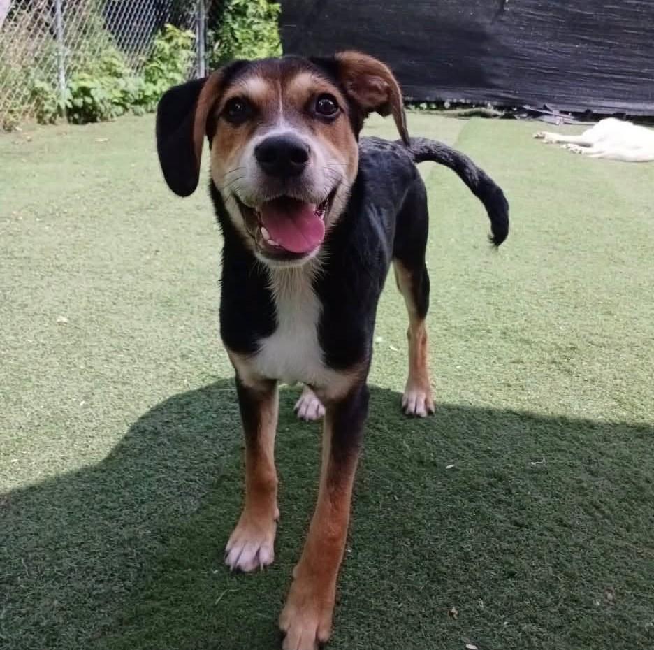 Enlarge Joey, an adoptable mixed breed in Albany, NY image 1/6