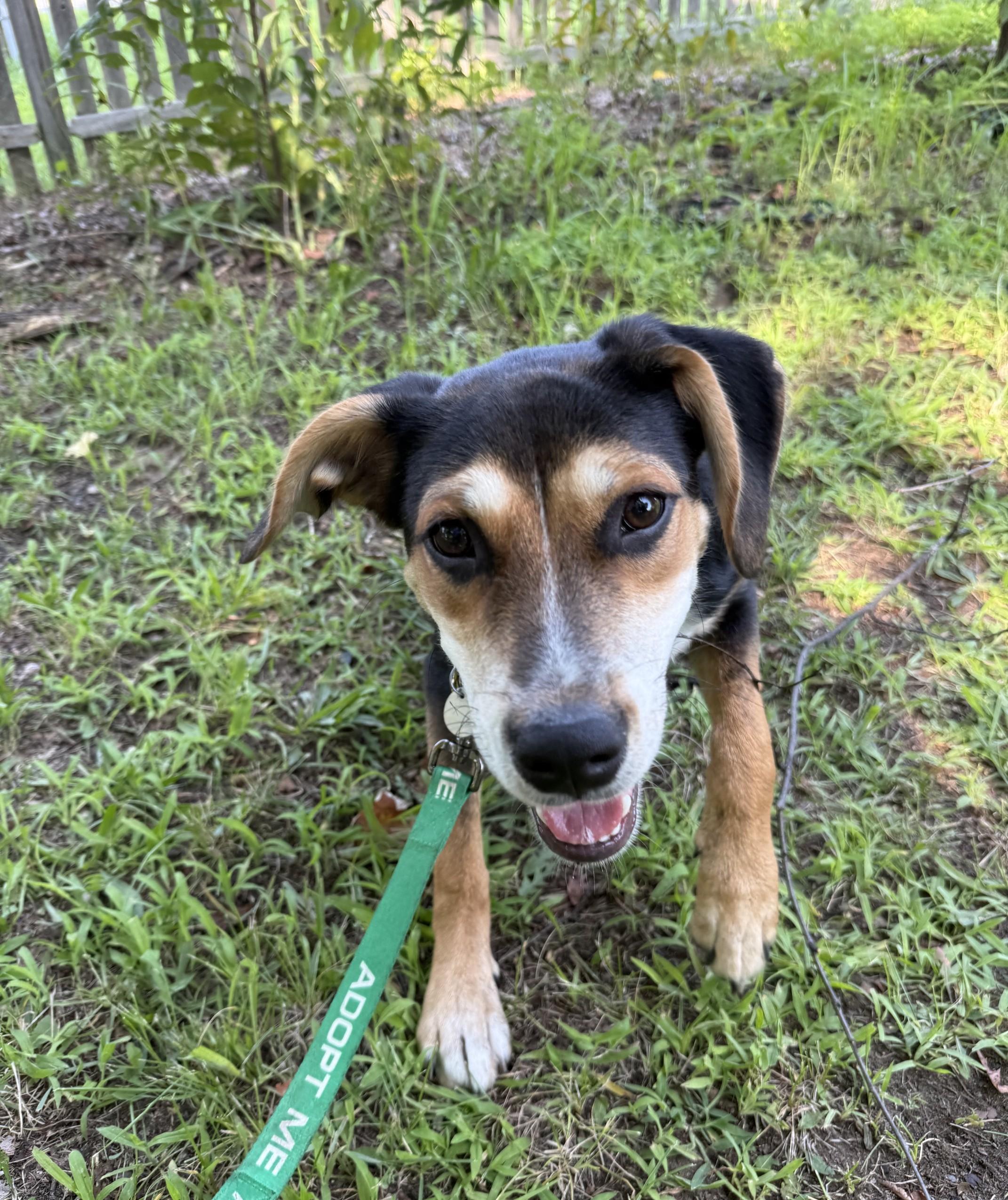 Enlarge Joey, an adopted mixed breed in Albany, NY image 4/6