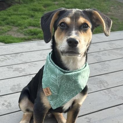 Joey, Adoptable, Puppy Male Terrier & Shepherd.