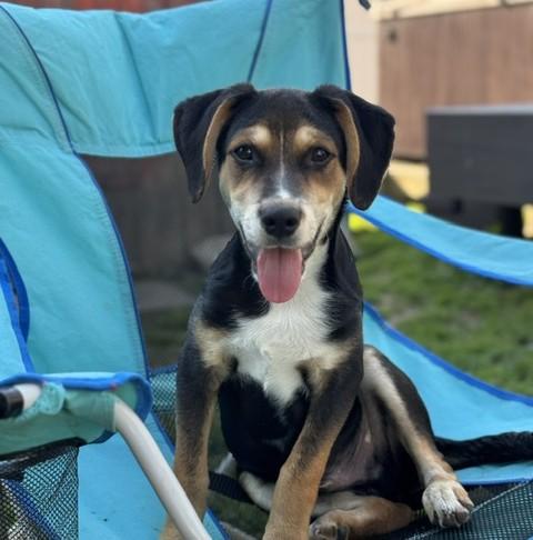 Enlarge Joey, an adopted mixed breed in Albany, NY image 1/6