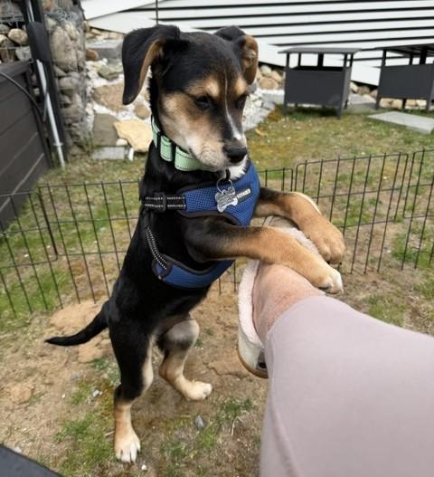 Enlarge Joey, a Adoptable mixed breed in Albany, NY image 5/6