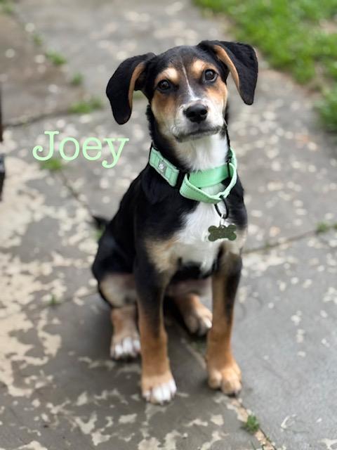 Enlarge Joey, a Adoptable mixed breed in Albany, NY image 3/6