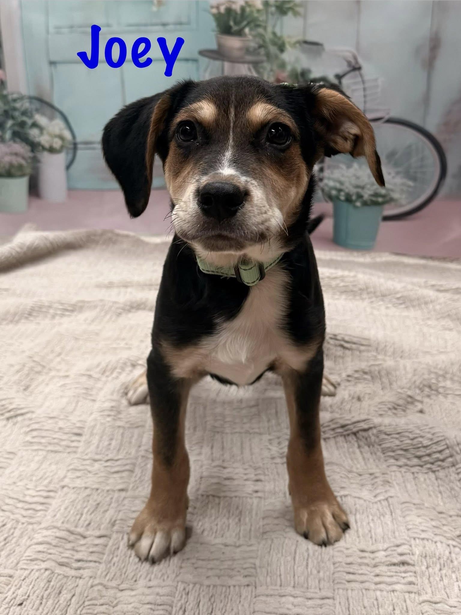 Enlarge Joey, a Adoptable mixed breed in Albany, NY image 6/6