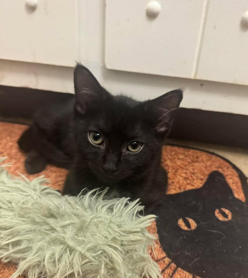 Pop, Adoptable, Kitten Female Domestic Short Hair.