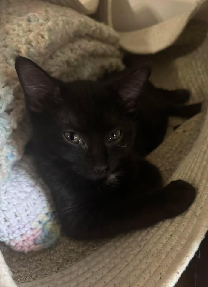 Enlarge Pop, a Adoptable mixed breed in Succasunna, NJ image 2/2