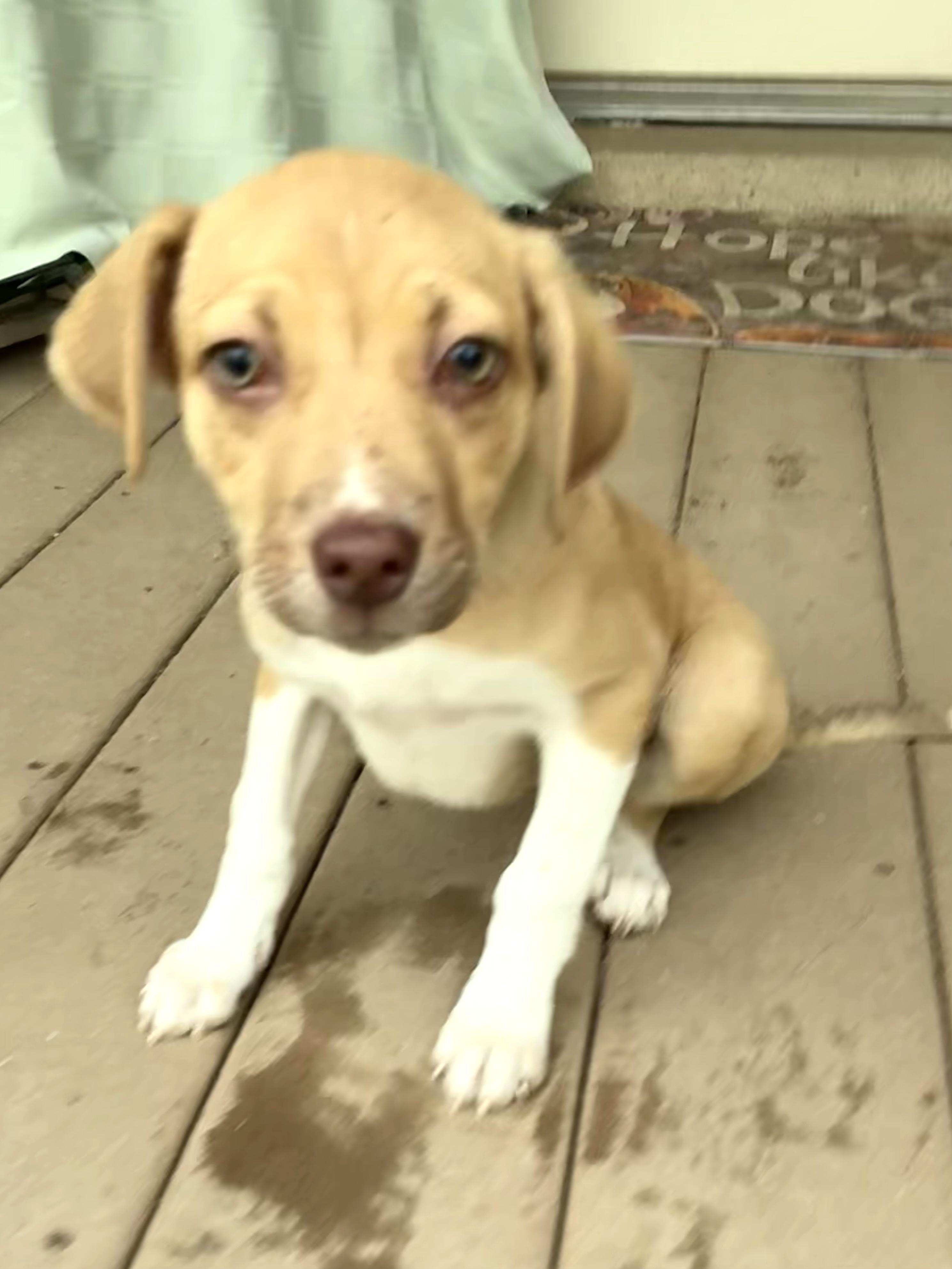 Sweet Pea, an adopted mixed breed in West Chicago, IL image 2/3