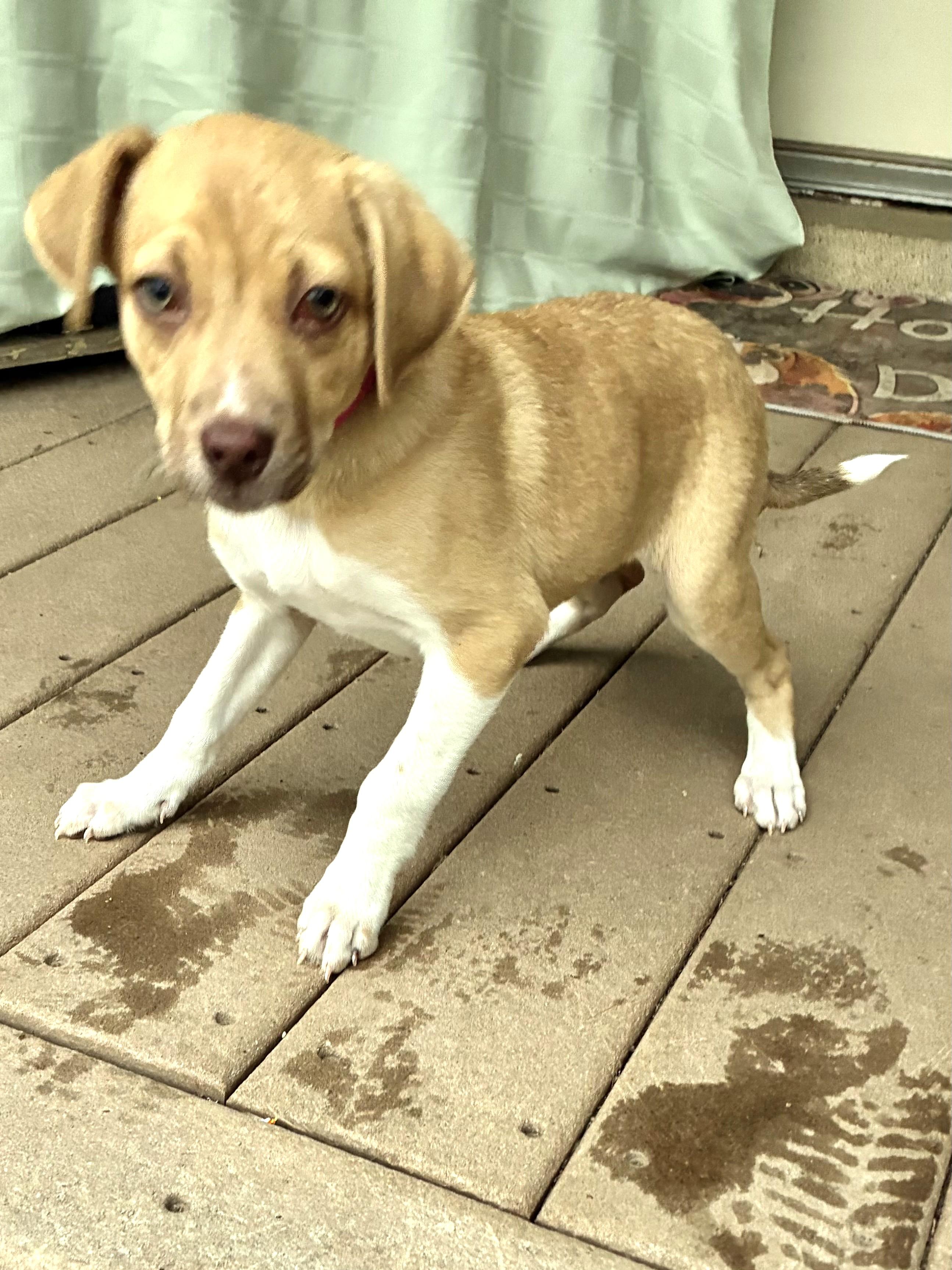 Sweet Pea, an adopted mixed breed in West Chicago, IL image 1/3