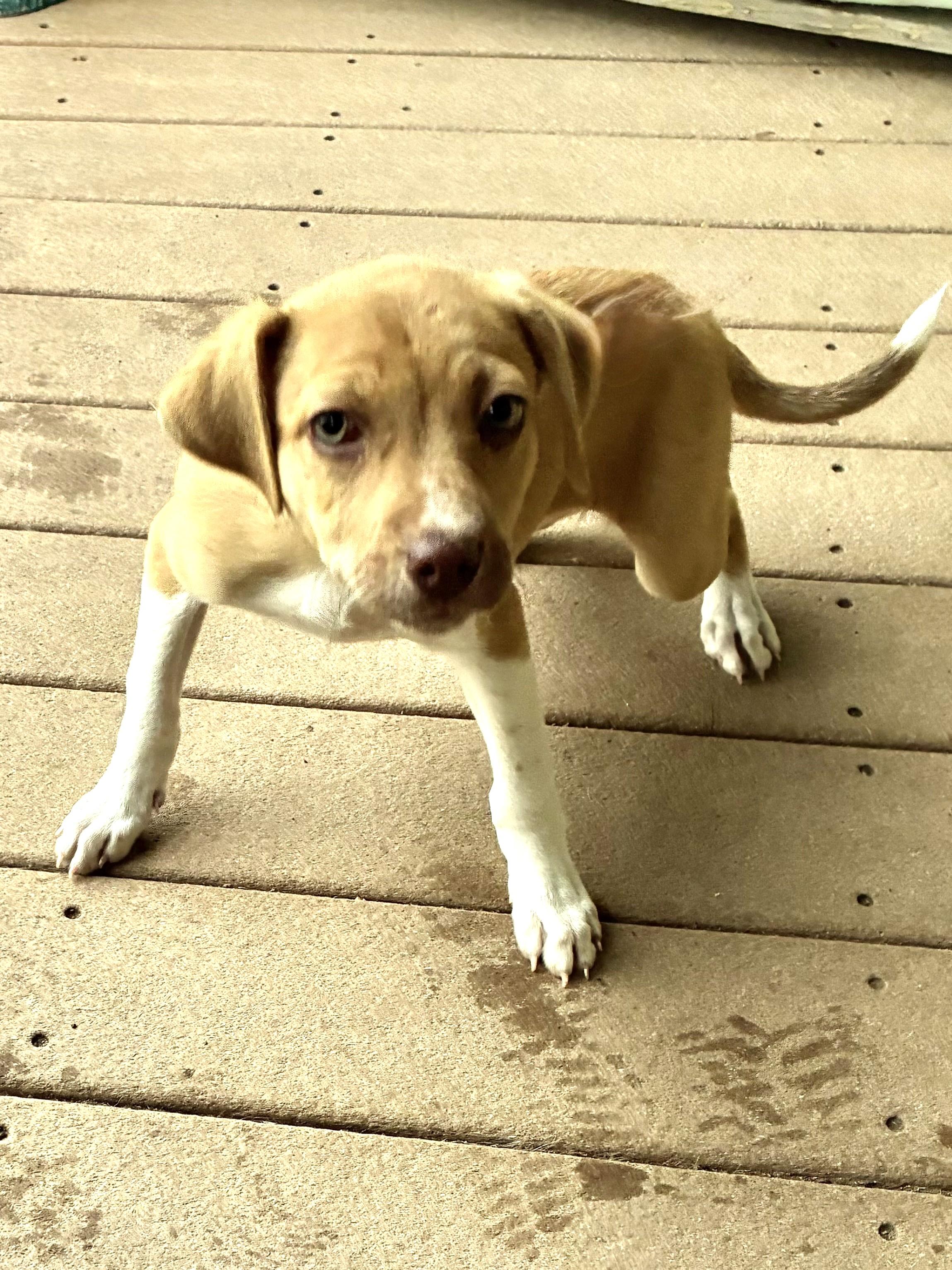Sweet Pea, an adopted mixed breed in West Chicago, IL image 3/3