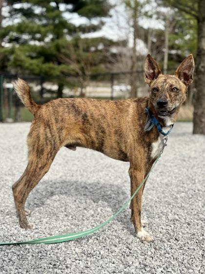 Enlarge Walcott, a Adoptable mixed breed in Cincinnati, OH image 1/3