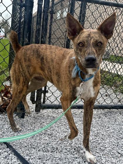 Enlarge Walcott, a Adoptable mixed breed in Cincinnati, OH image 2/3