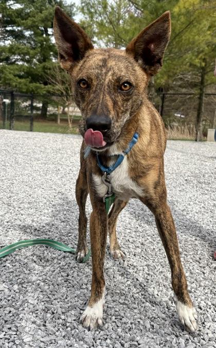 Enlarge Walcott, a Adoptable mixed breed in Cincinnati, OH image 3/3