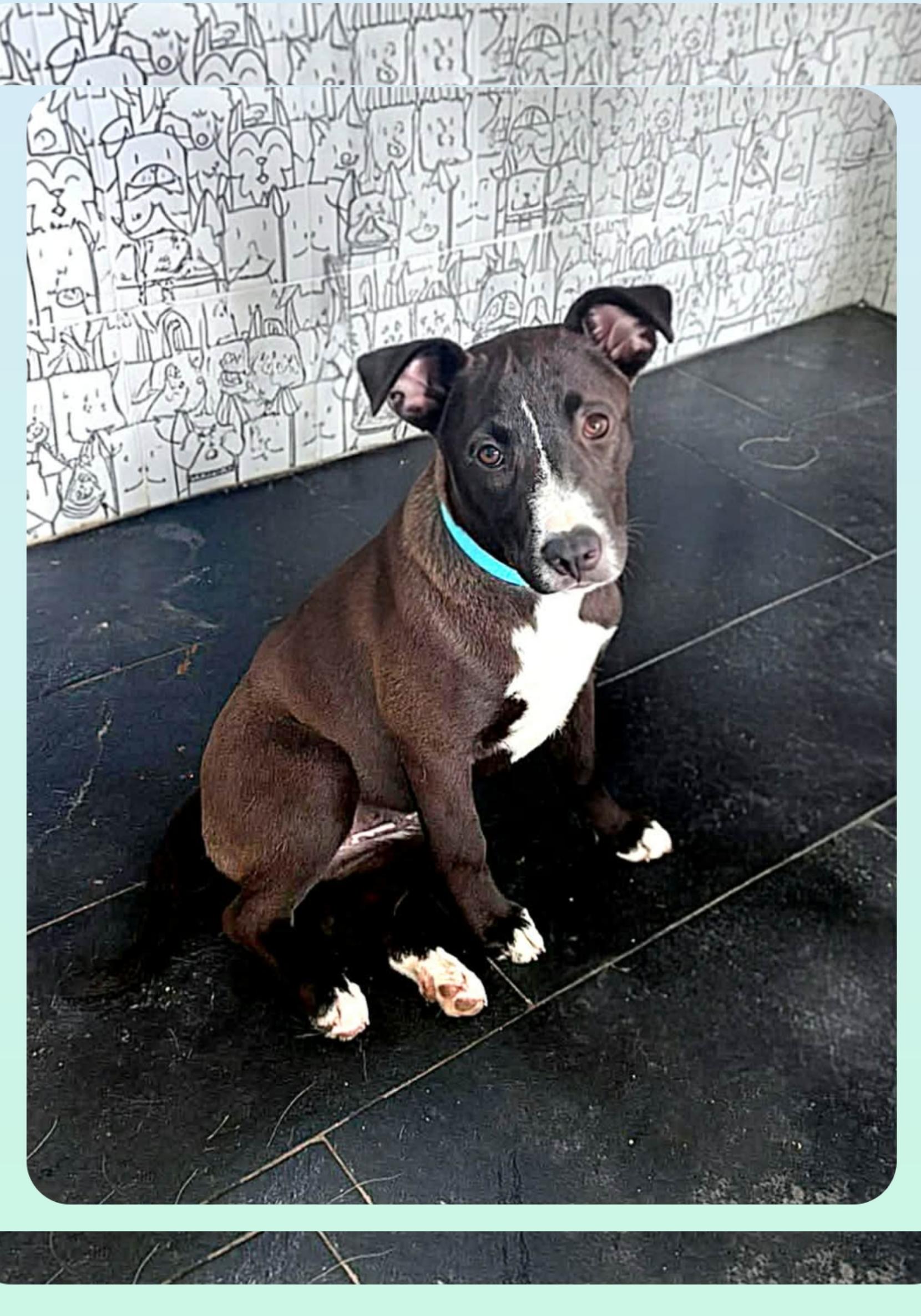 Enlarge Eleanor ( President litter) Orlando  Fl, a ADOPTABLE mixed breed in Orlando, FL image 1/1