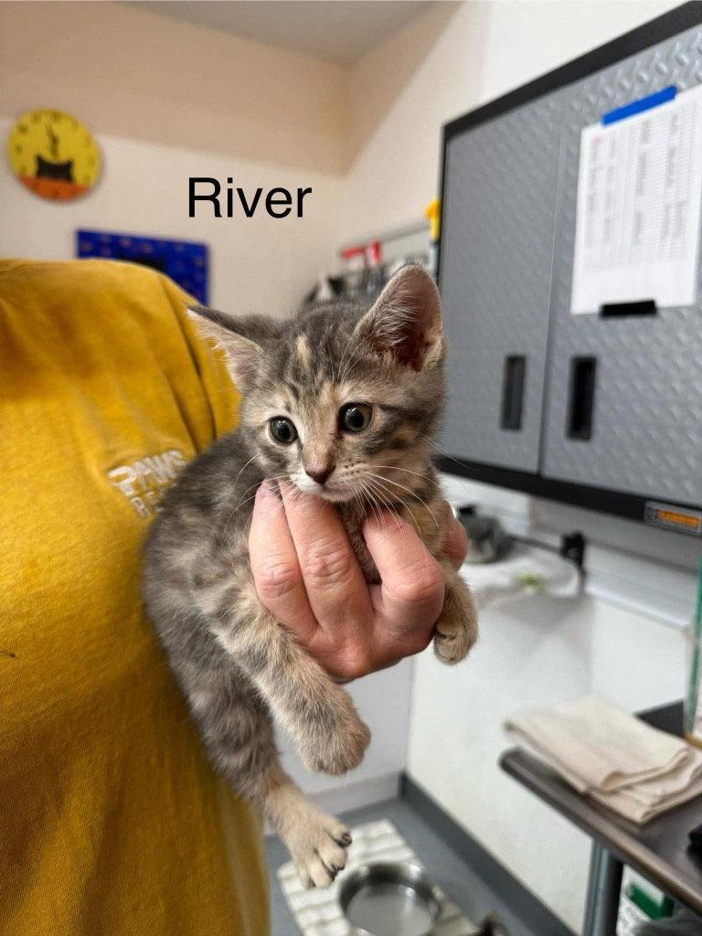 River, Adoptable, Kitten Female Domestic Short Hair.