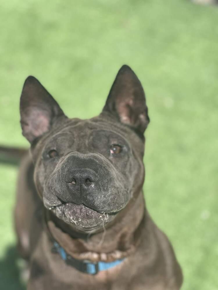 Enlarge Chevelle, a Adoptable mixed breed in Evansville, IN image 1/5