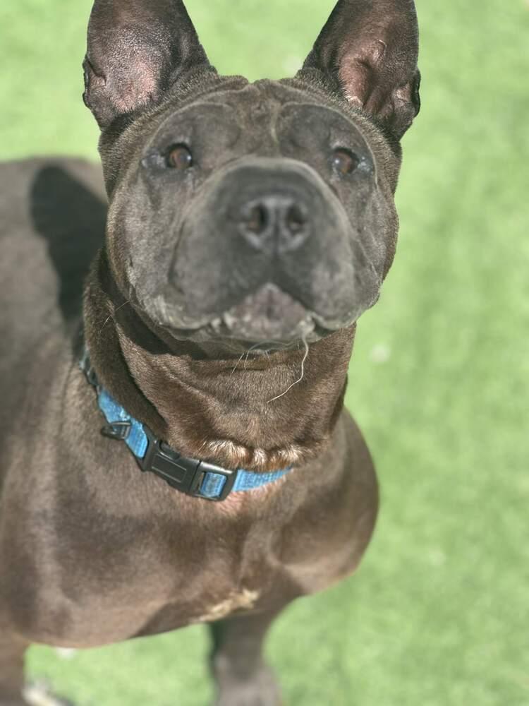 Chevelle, Adoptable, Adult Female Shar-Pei.
