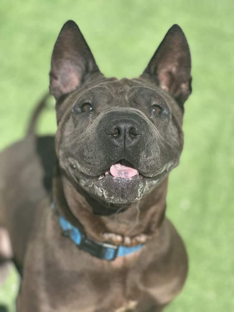 Chevelle, Adoptable, Adult Female Shar-Pei & Mixed Breed.