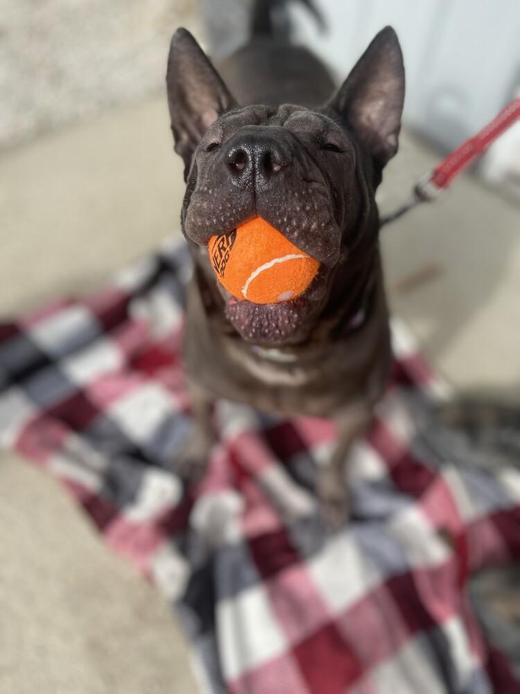 Enlarge Chevelle, a Adoptable mixed breed in Evansville, IN image 2/4