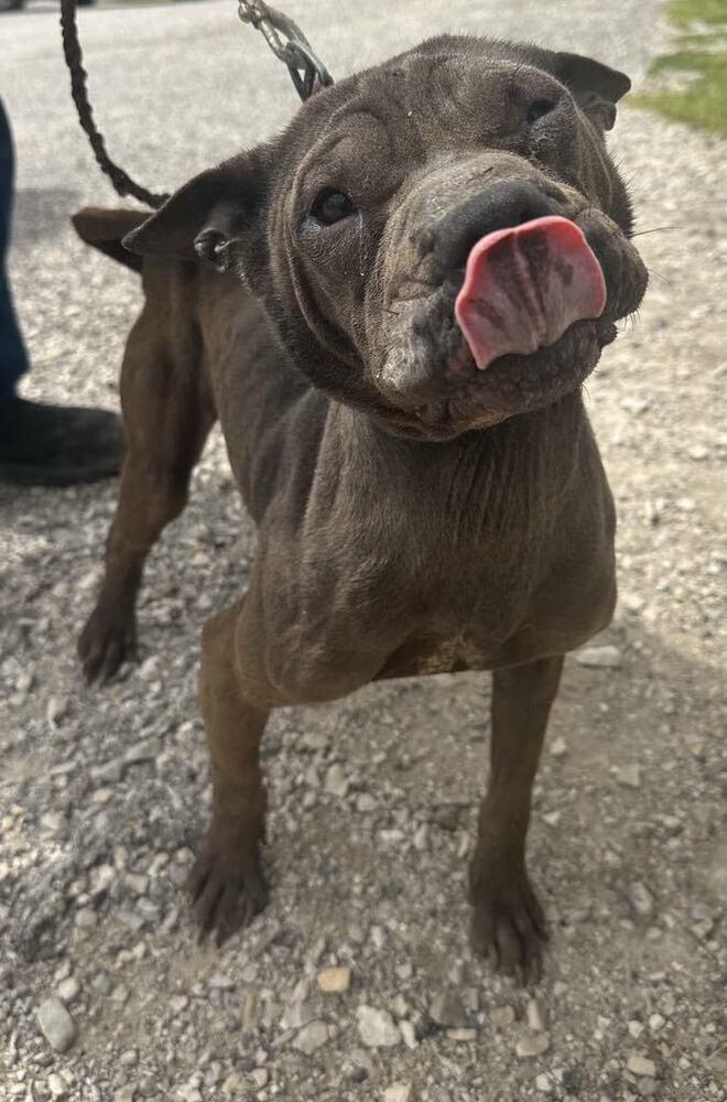 Enlarge Chevelle, a Adoptable mixed breed in Evansville, IN image 4/5