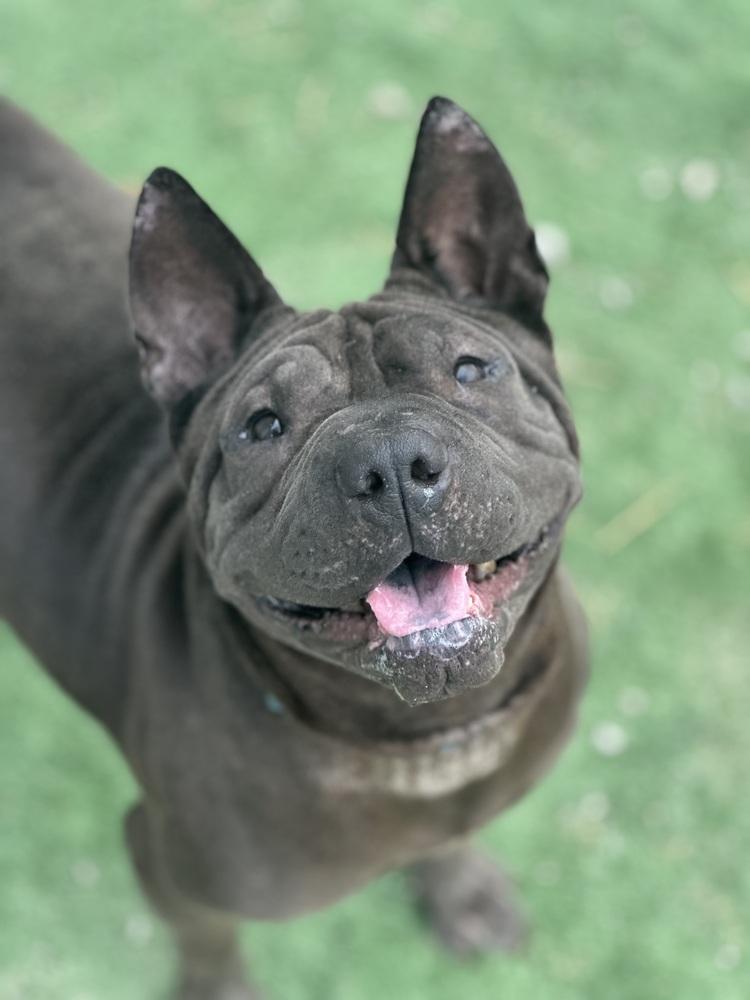 Enlarge Chevelle, a Adoptable mixed breed in Evansville, IN image 5/5