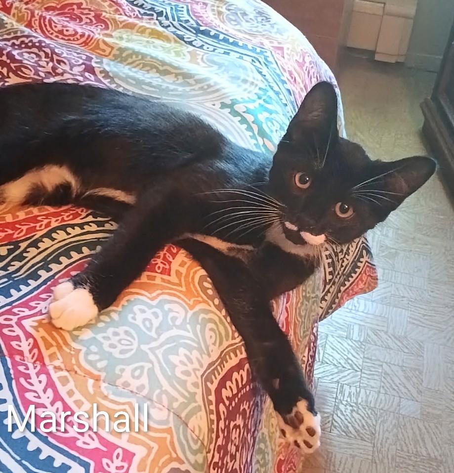 Marshall, a Adoptable Domestic Short Hair in St Catharines, ON image 1/2