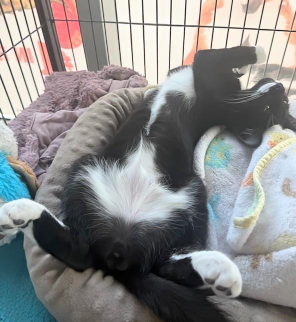 Marshall, a Adoptable Domestic Short Hair in St Catharines, ON image 2/2