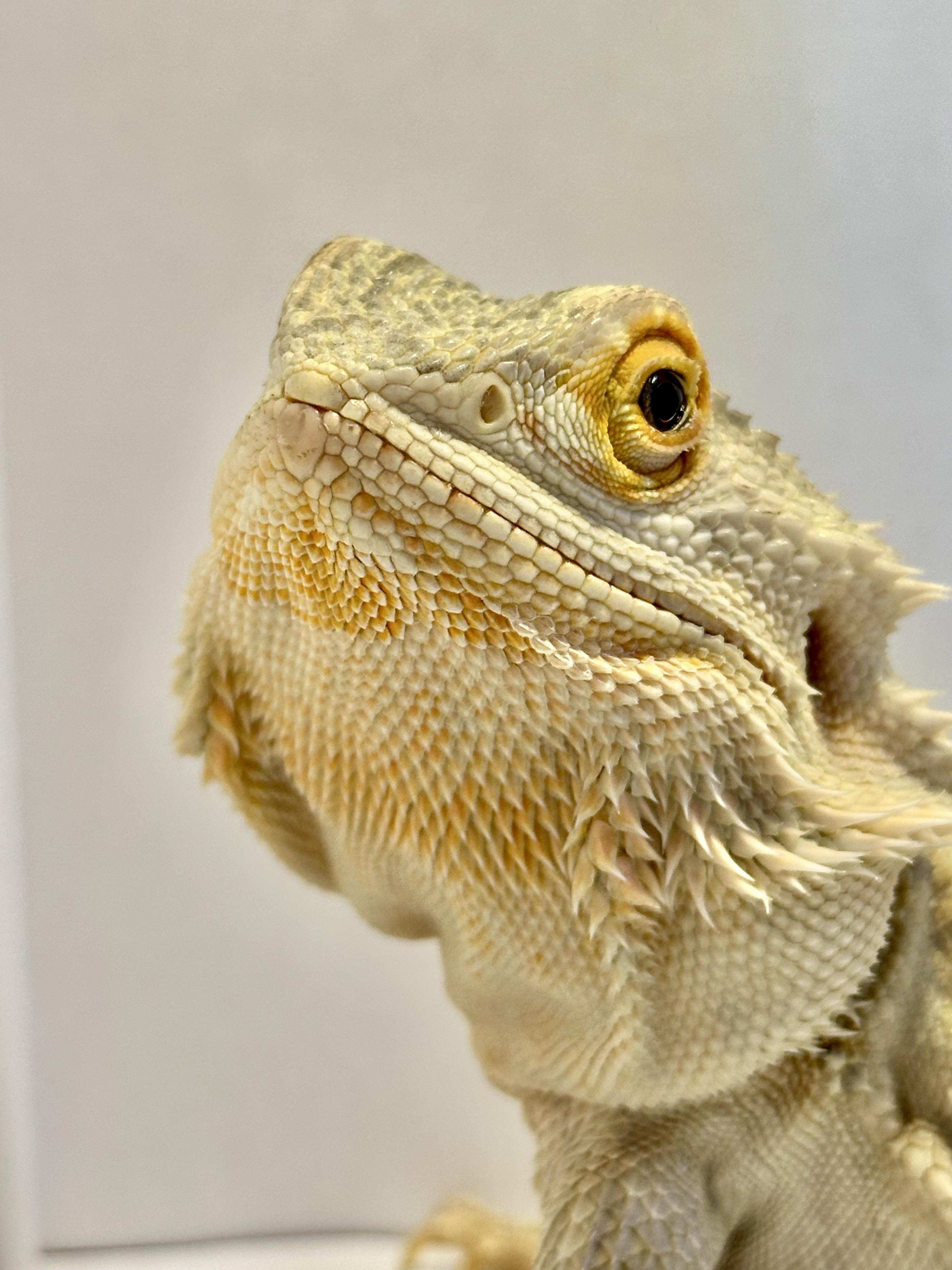 Mango, Adopted, Young Female Bearded Dragon.