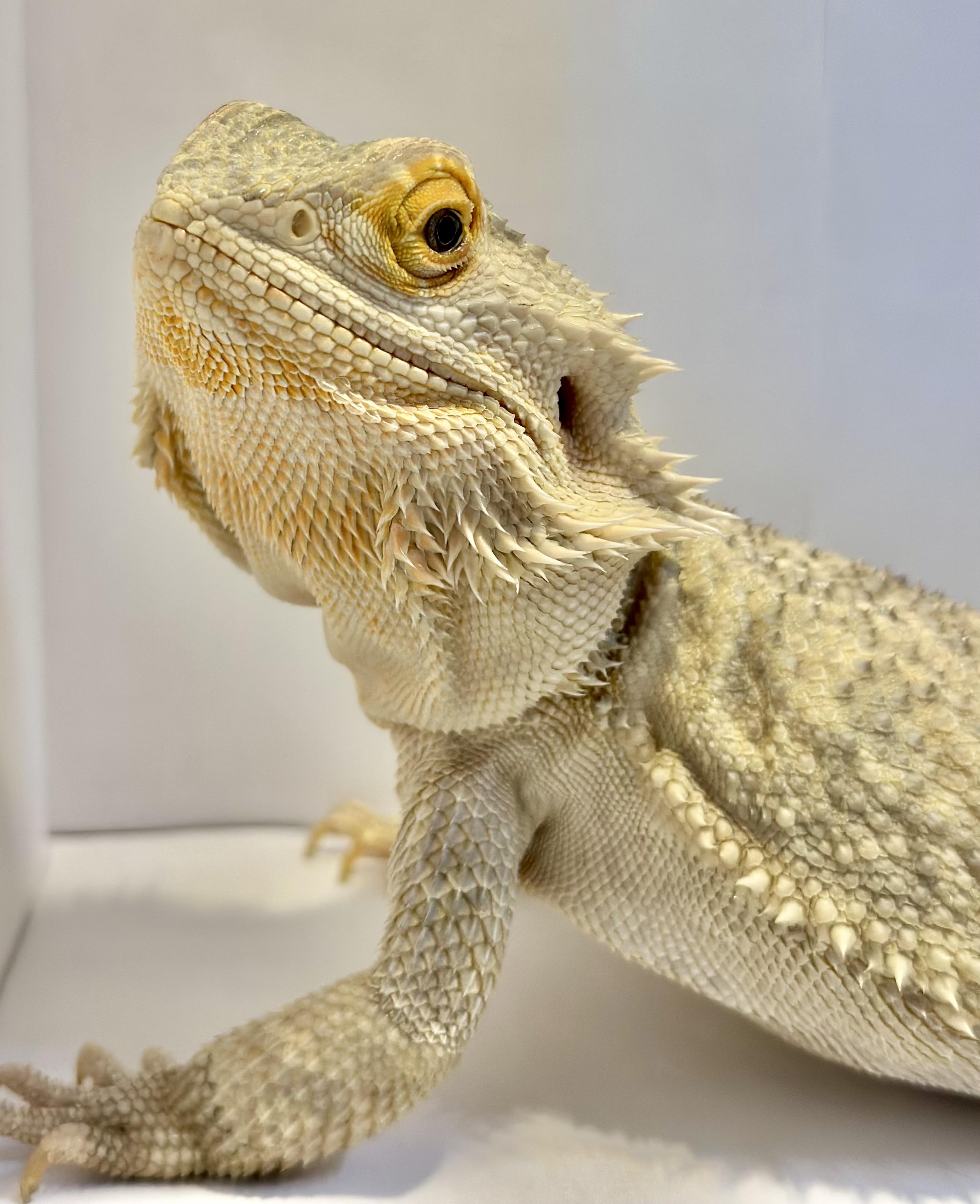 Enlarge Mango, a Adopted Bearded Dragon in warwick, RI image 2/5
