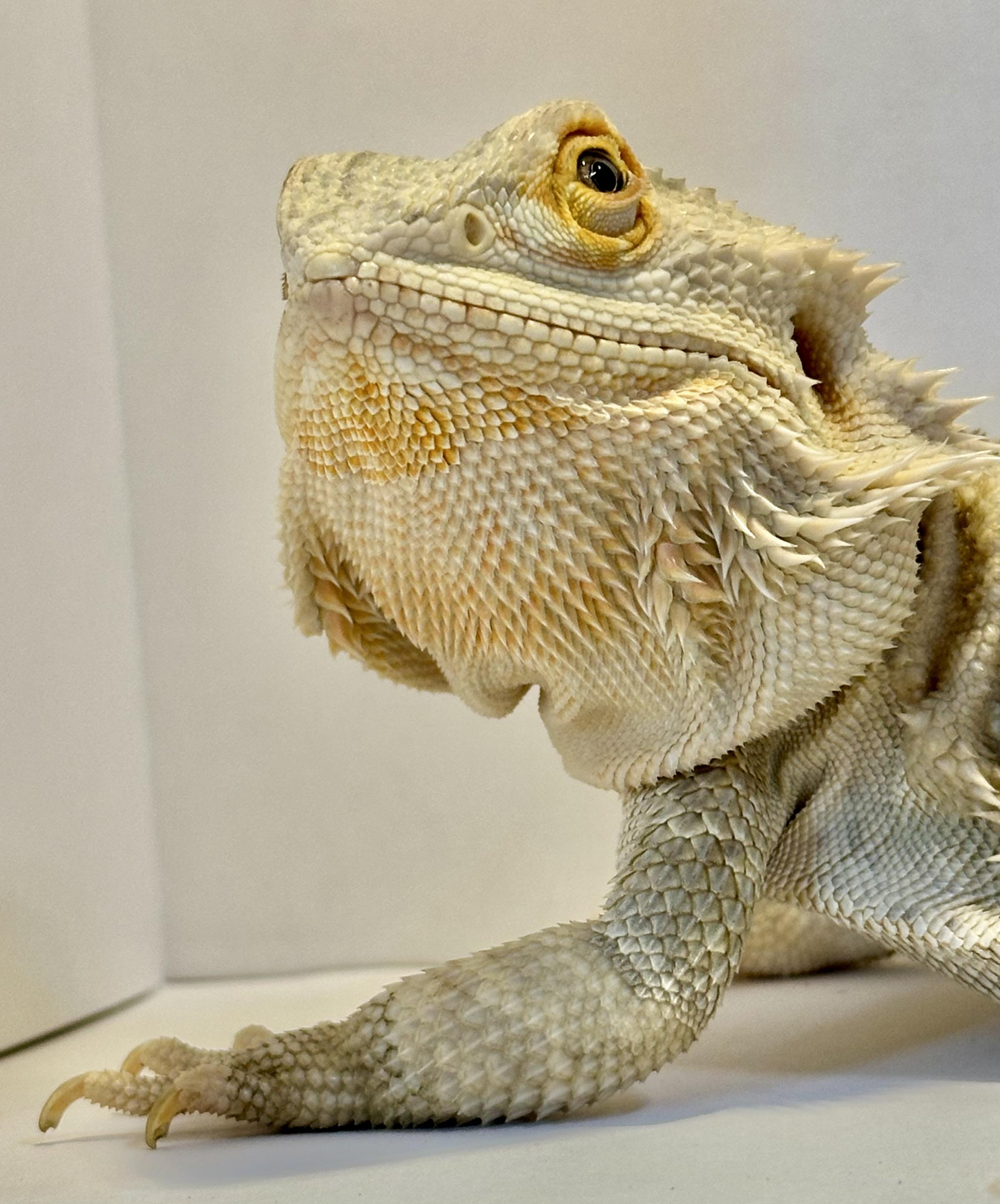 Enlarge Mango, a Adopted Bearded Dragon in warwick, RI image 3/5