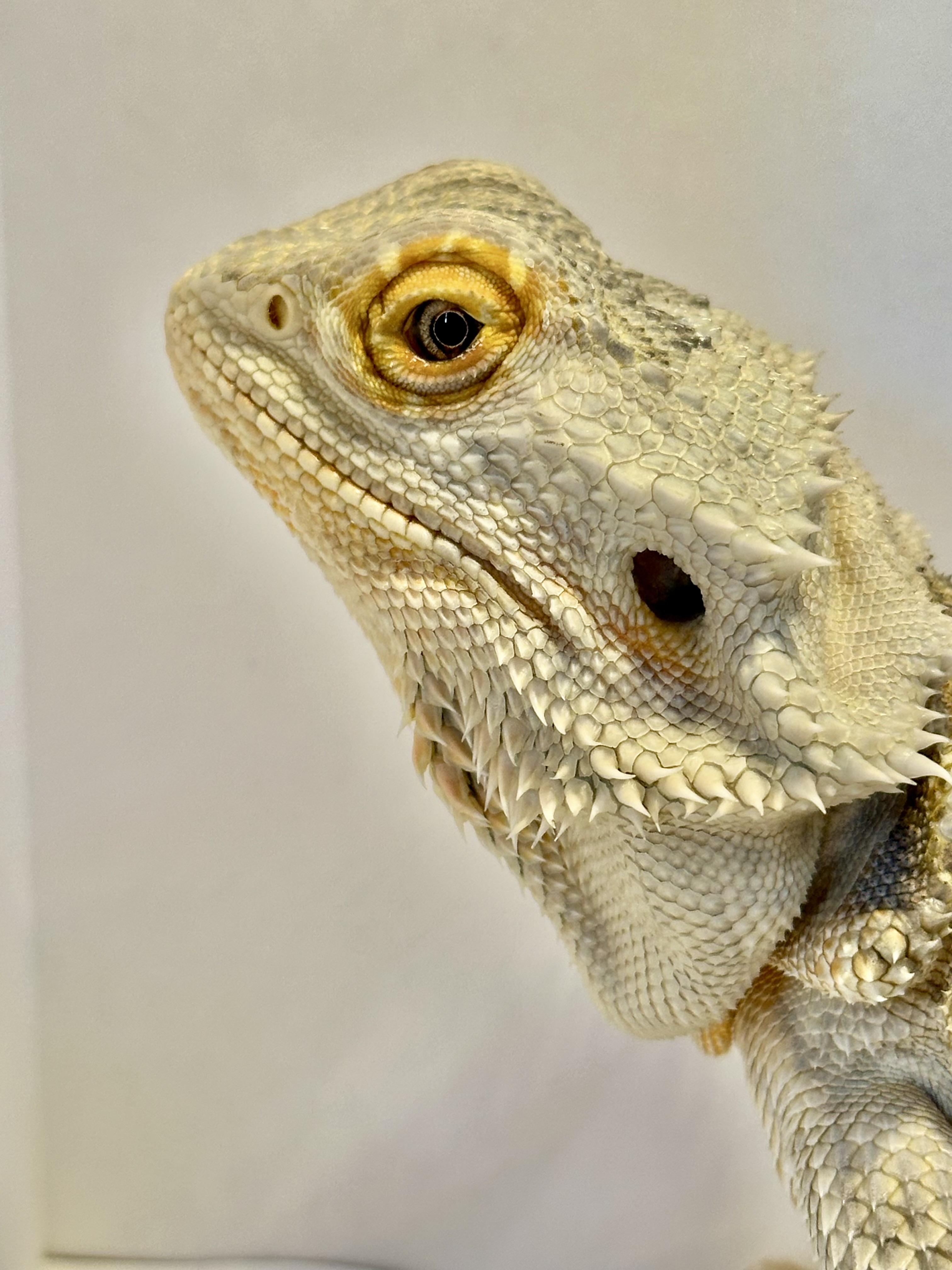 Enlarge Mango, a Adopted Bearded Dragon in warwick, RI image 4/5