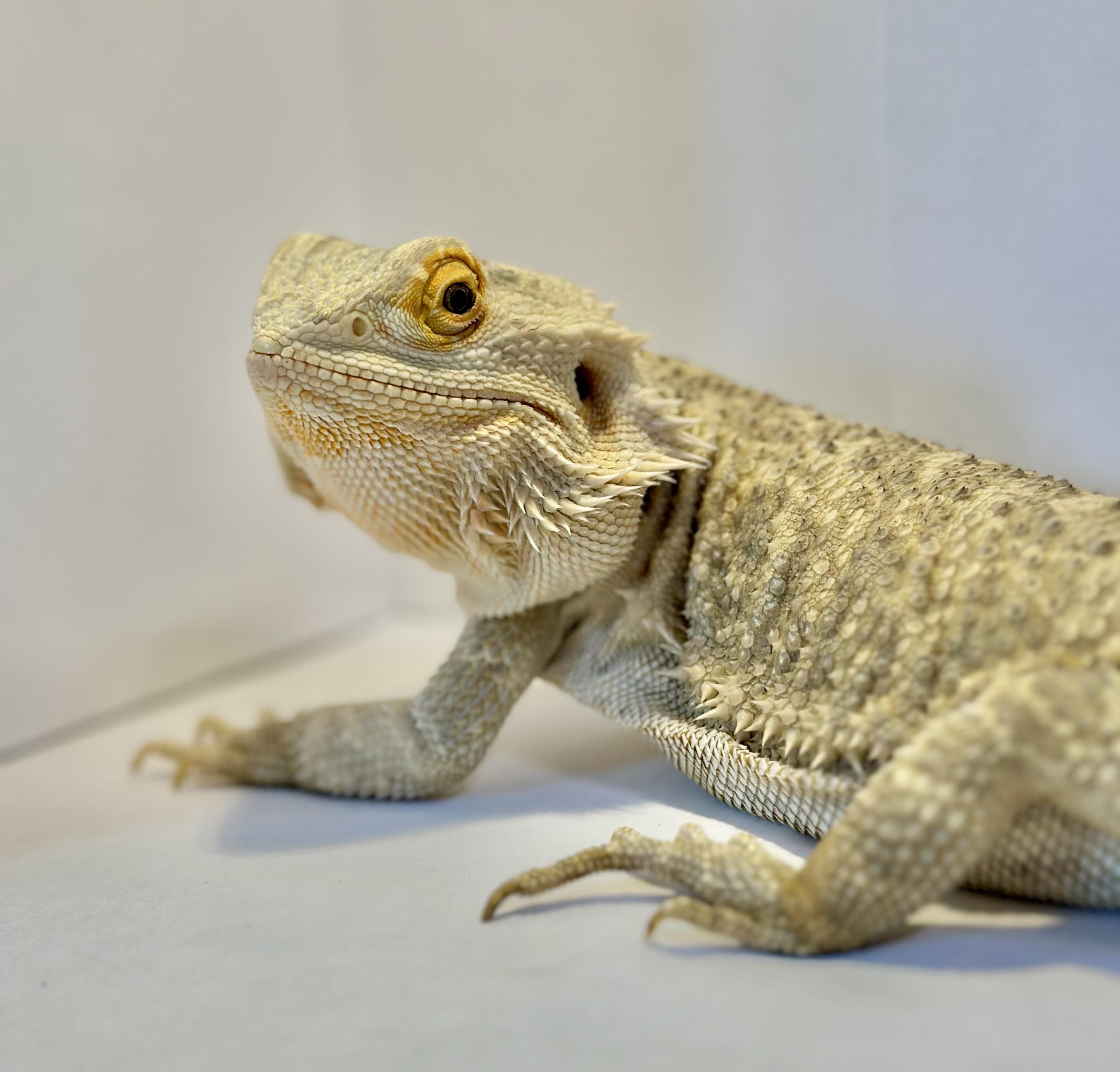 Enlarge Mango, a Adopted Bearded Dragon in warwick, RI image 5/5
