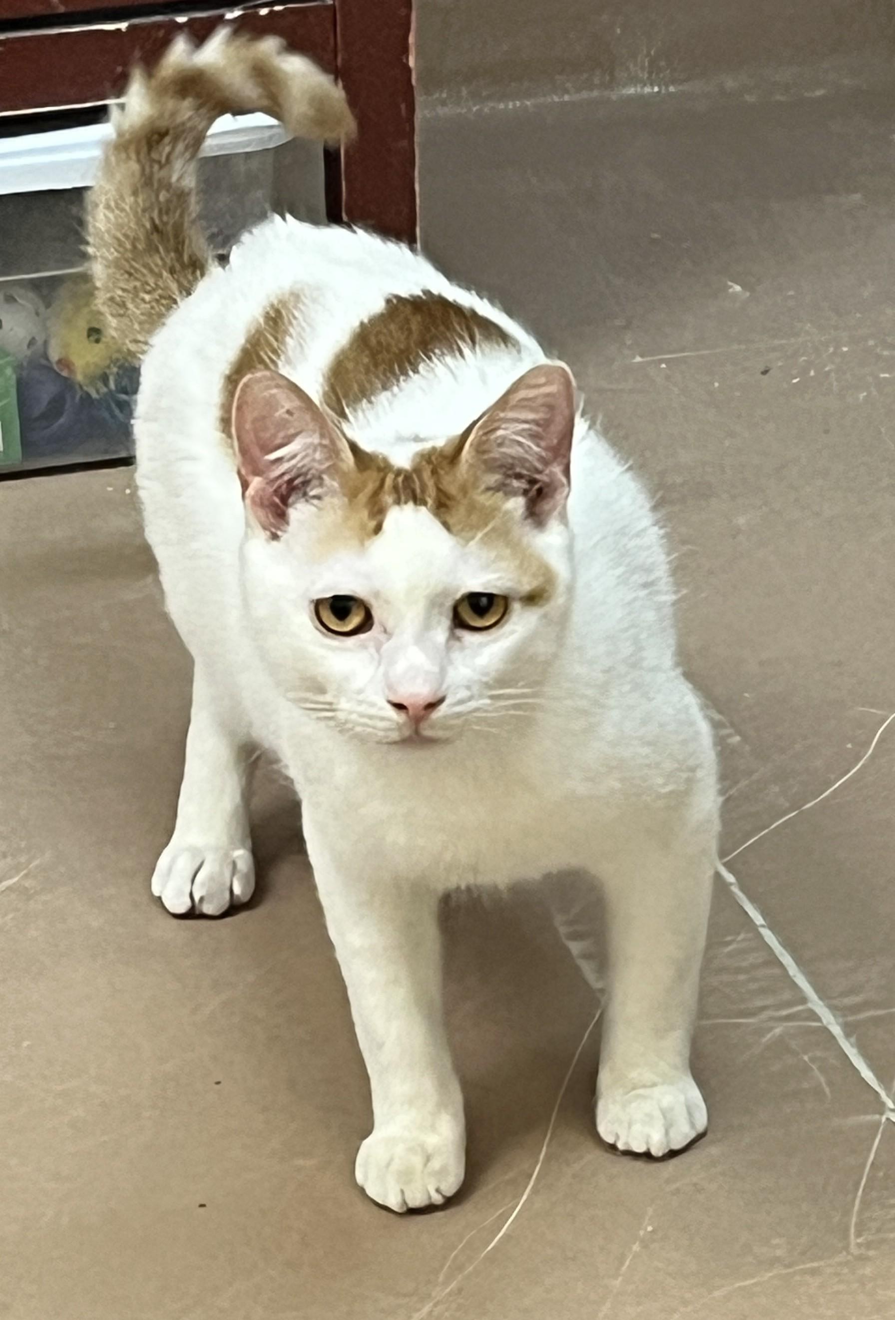 Enlarge ZION (CR/SC), a Adoptable Domestic Short Hair in Sainte-Angele-de-Monnoir, QC image 5/6
