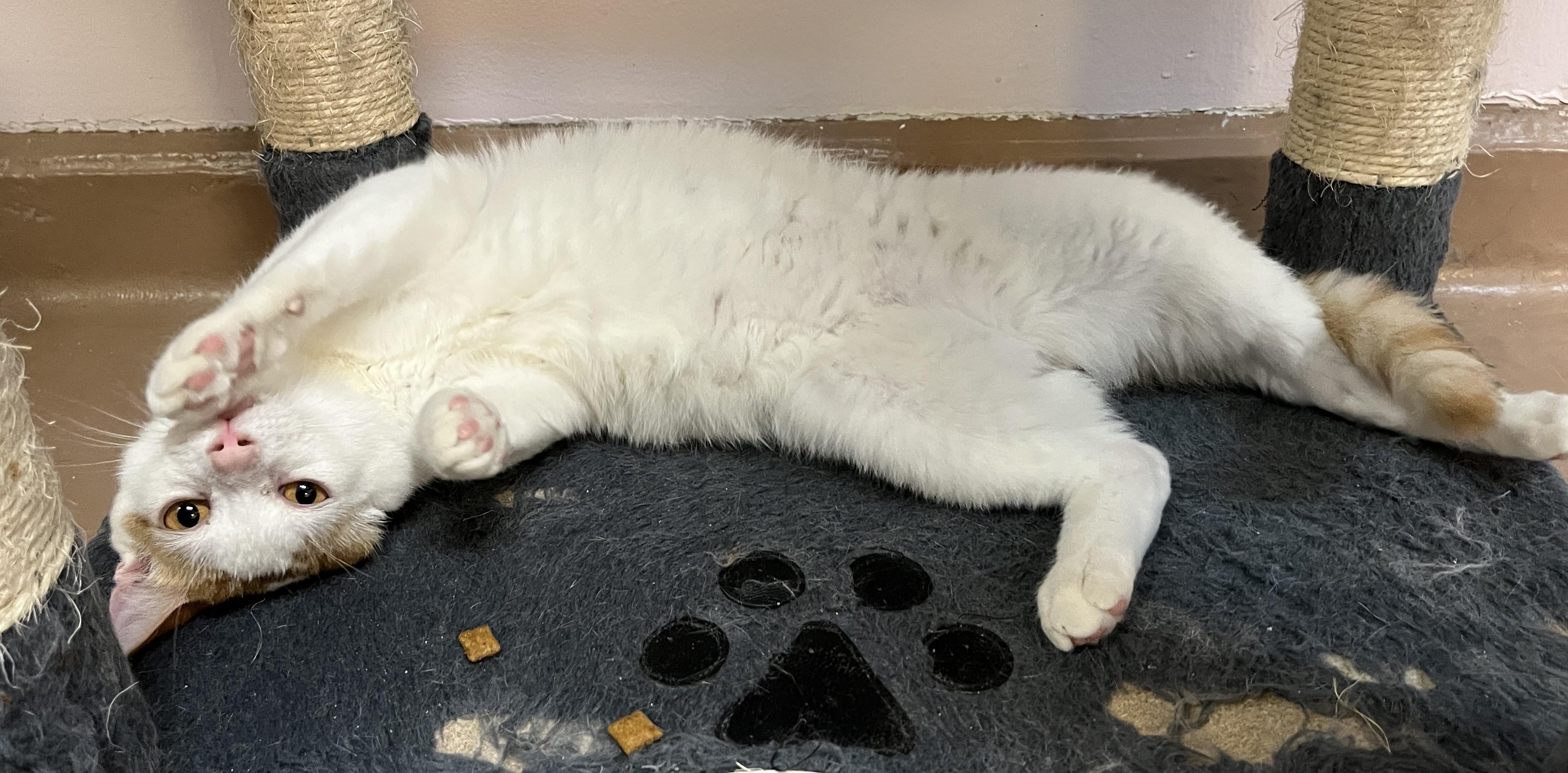 Enlarge ZION (CR/SC), a Adoptable Domestic Short Hair in Sainte-Angele-de-Monnoir, QC image 2/6