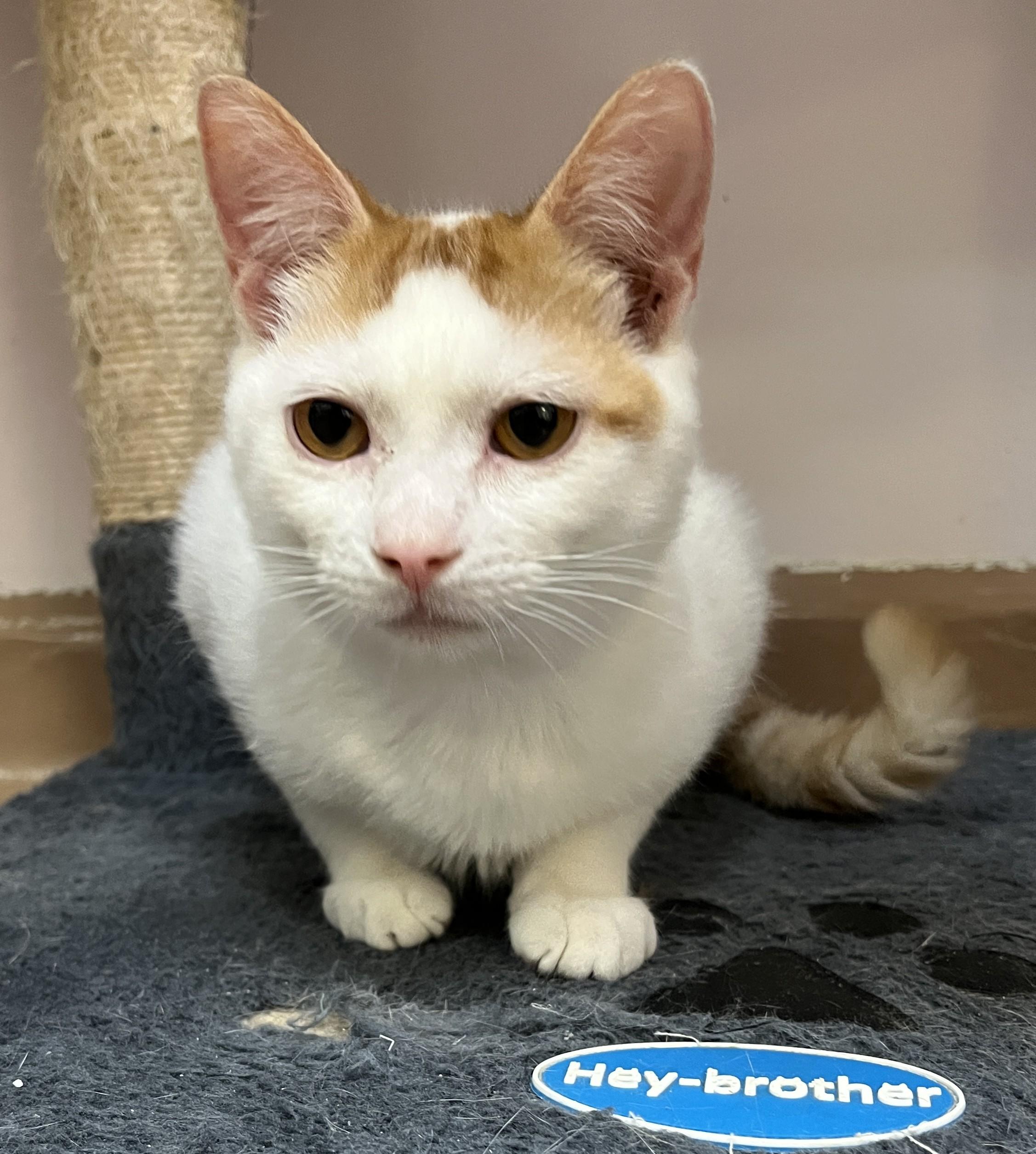 ZION (CR/SC), Adoptable, Kitten Male Domestic Short Hair.