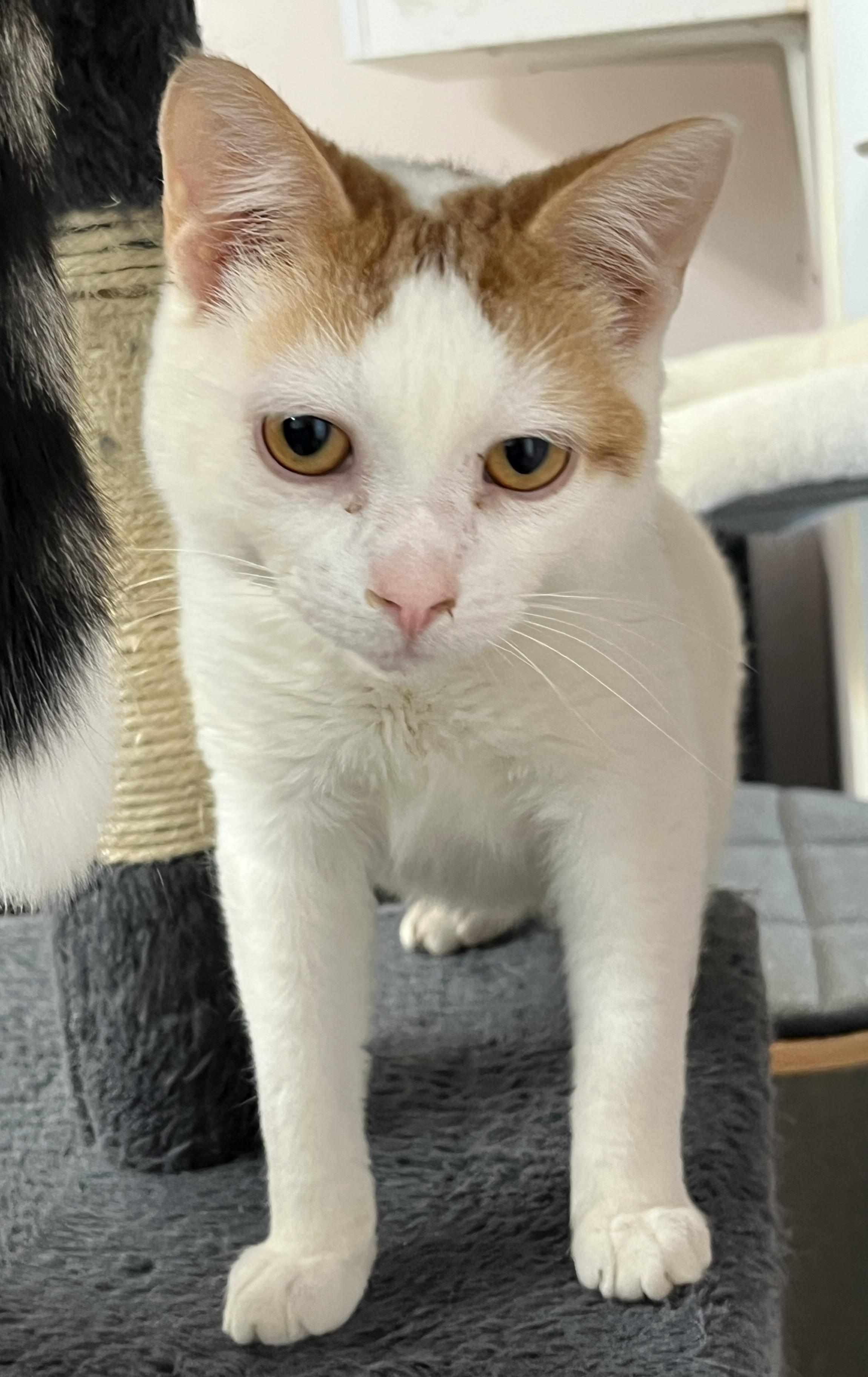 Enlarge ZION (CR/SC), a Adoptable Domestic Short Hair in Sainte-Angele-de-Monnoir, QC image 3/6
