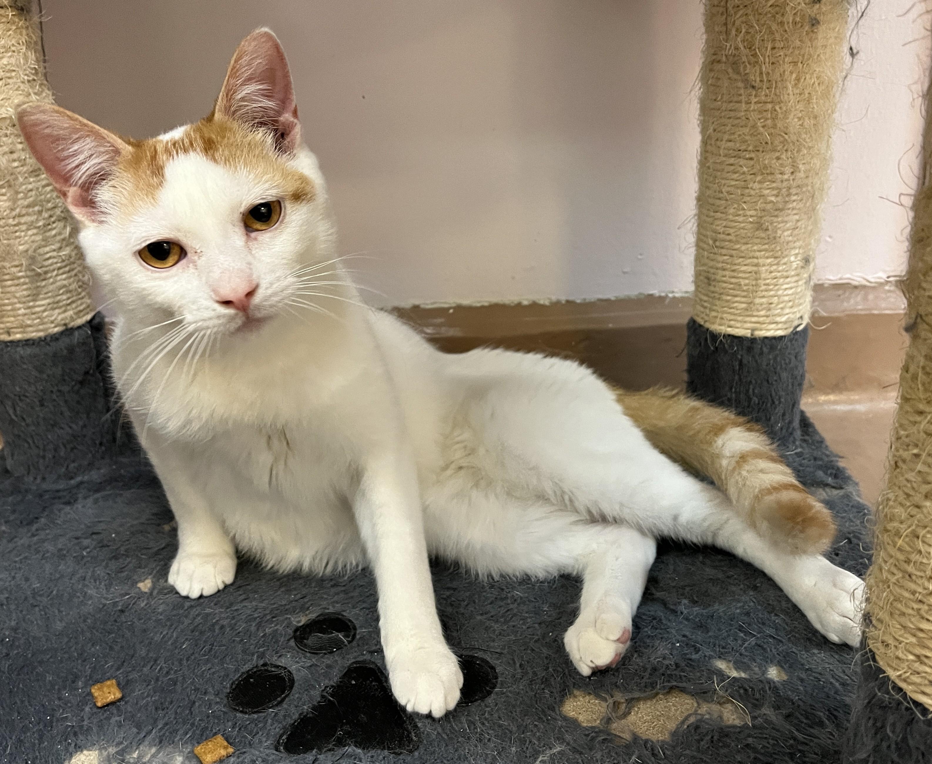 Enlarge ZION (CR/SC), a Adoptable Domestic Short Hair in Sainte-Angele-de-Monnoir, QC image 4/6