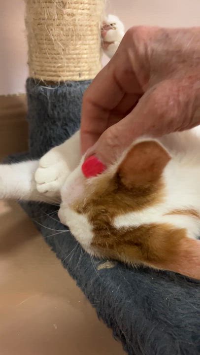 Enlarge ZION (CR/SC), a Adoptable Domestic Short Hair in Sainte-Angele-de-Monnoir, QC video 6/6