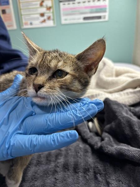 Mack, Adoptable, Kitten Male Domestic Short Hair.
