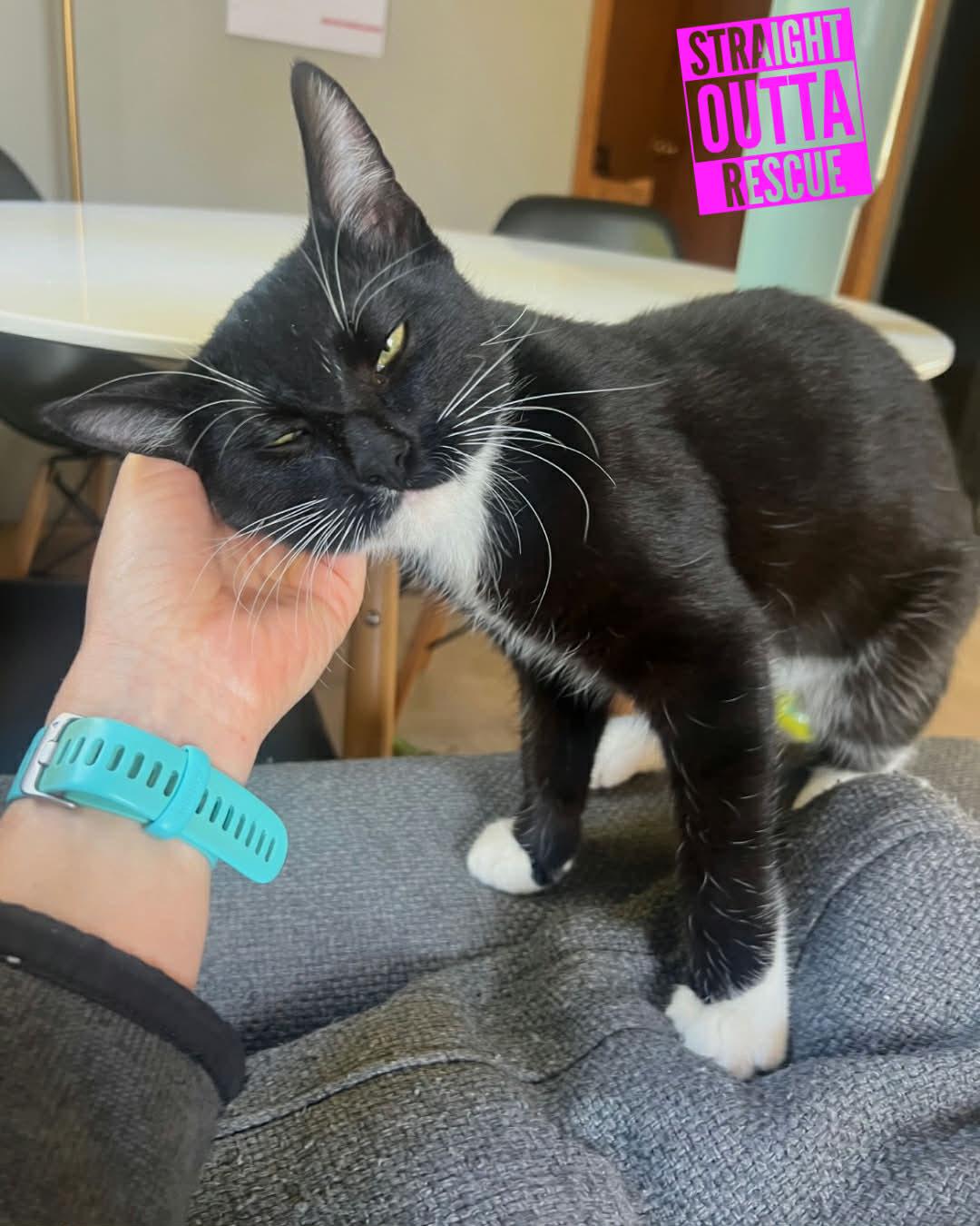 Enlarge Flounder, a ADOPTABLE Domestic Short Hair in Vancouver, BC image 3/5