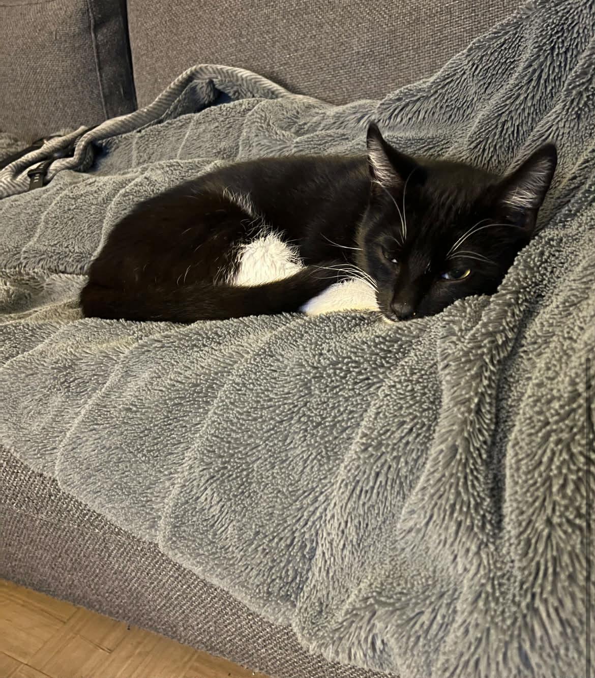 Enlarge Flounder, a ADOPTABLE Domestic Short Hair in Vancouver, BC image 5/5