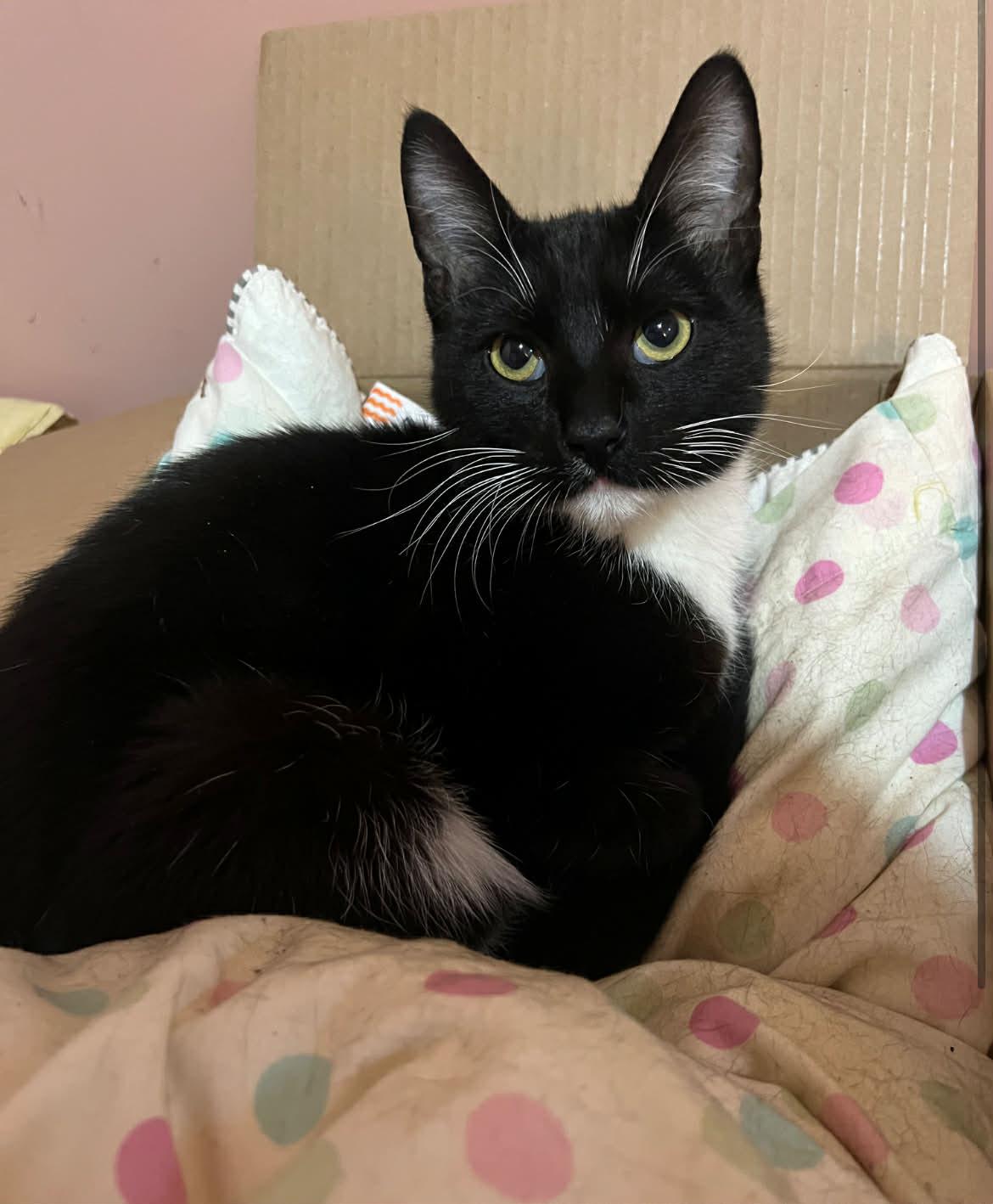 Enlarge Flounder, a ADOPTABLE Domestic Short Hair in Vancouver, BC image 1/5