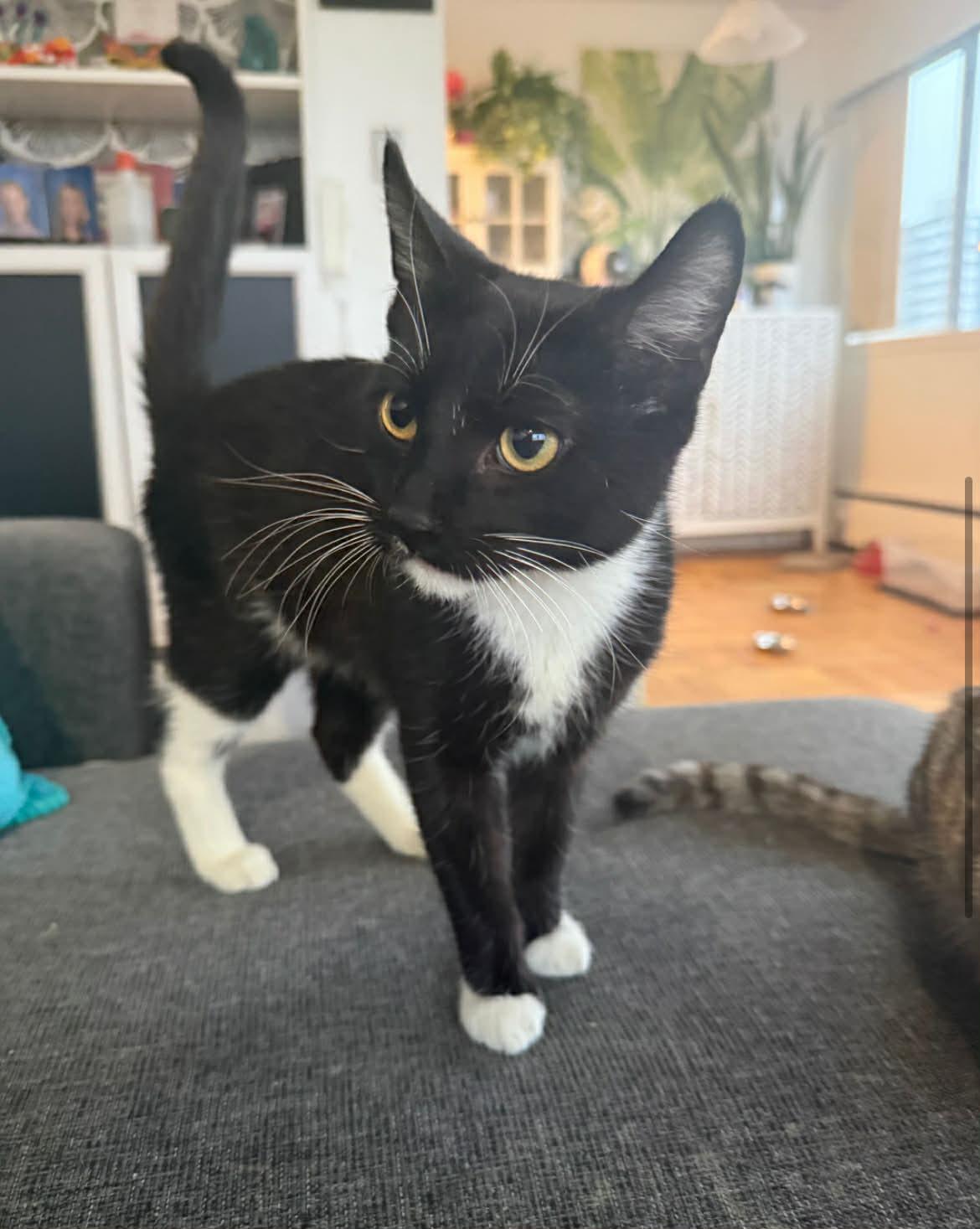 Enlarge Flounder, a ADOPTABLE Domestic Short Hair in Vancouver, BC image 4/5