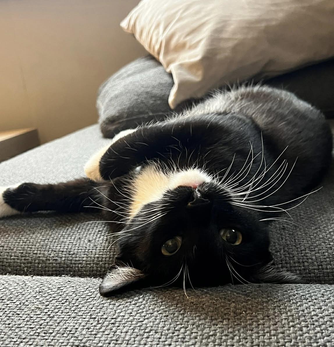 Enlarge Flounder (bonded to Sebastian), a ADOPTABLE Domestic Short Hair in Vancouver, BC image 6/6