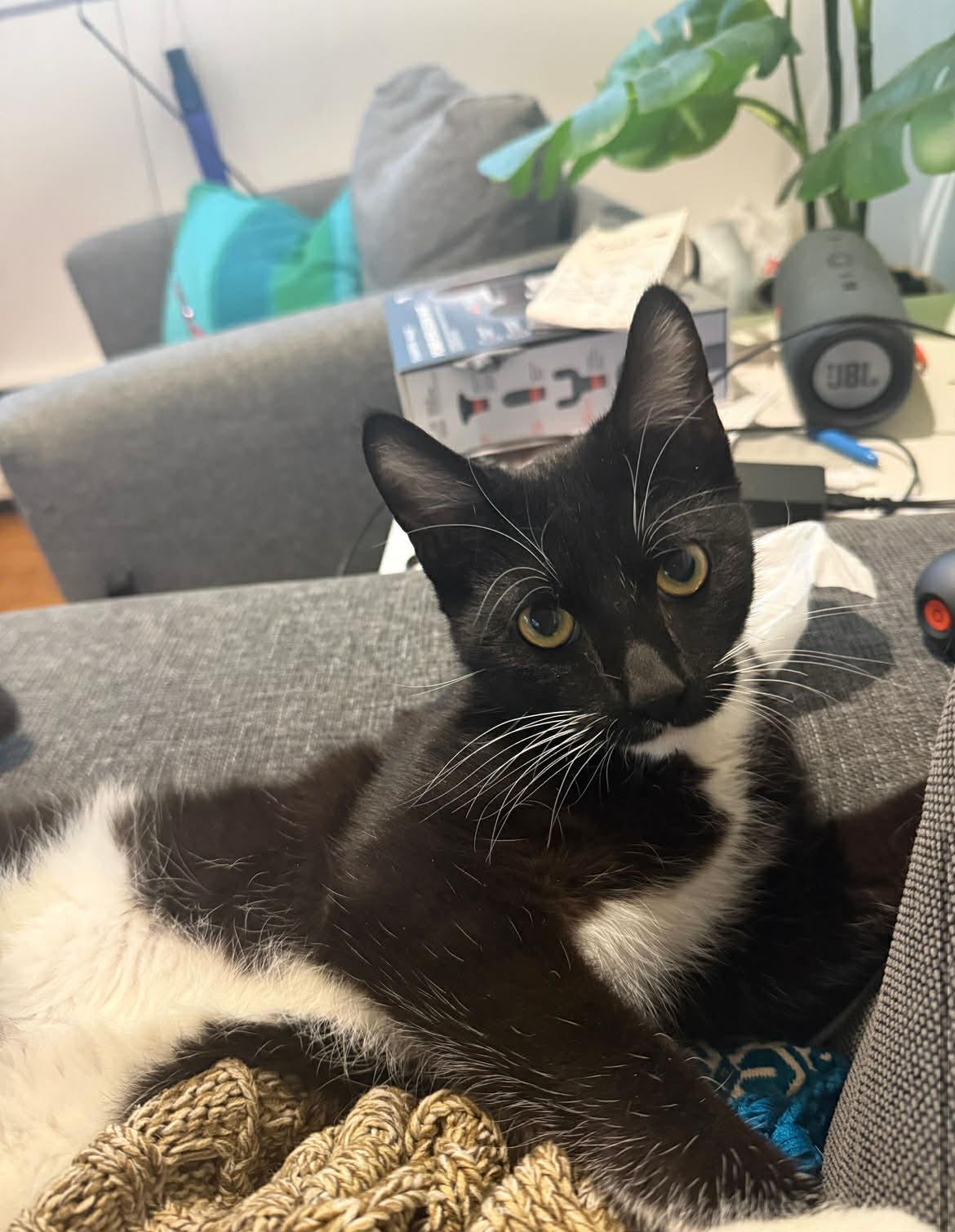 Enlarge Flounder, a ADOPTABLE Domestic Short Hair in Vancouver, BC image 2/5