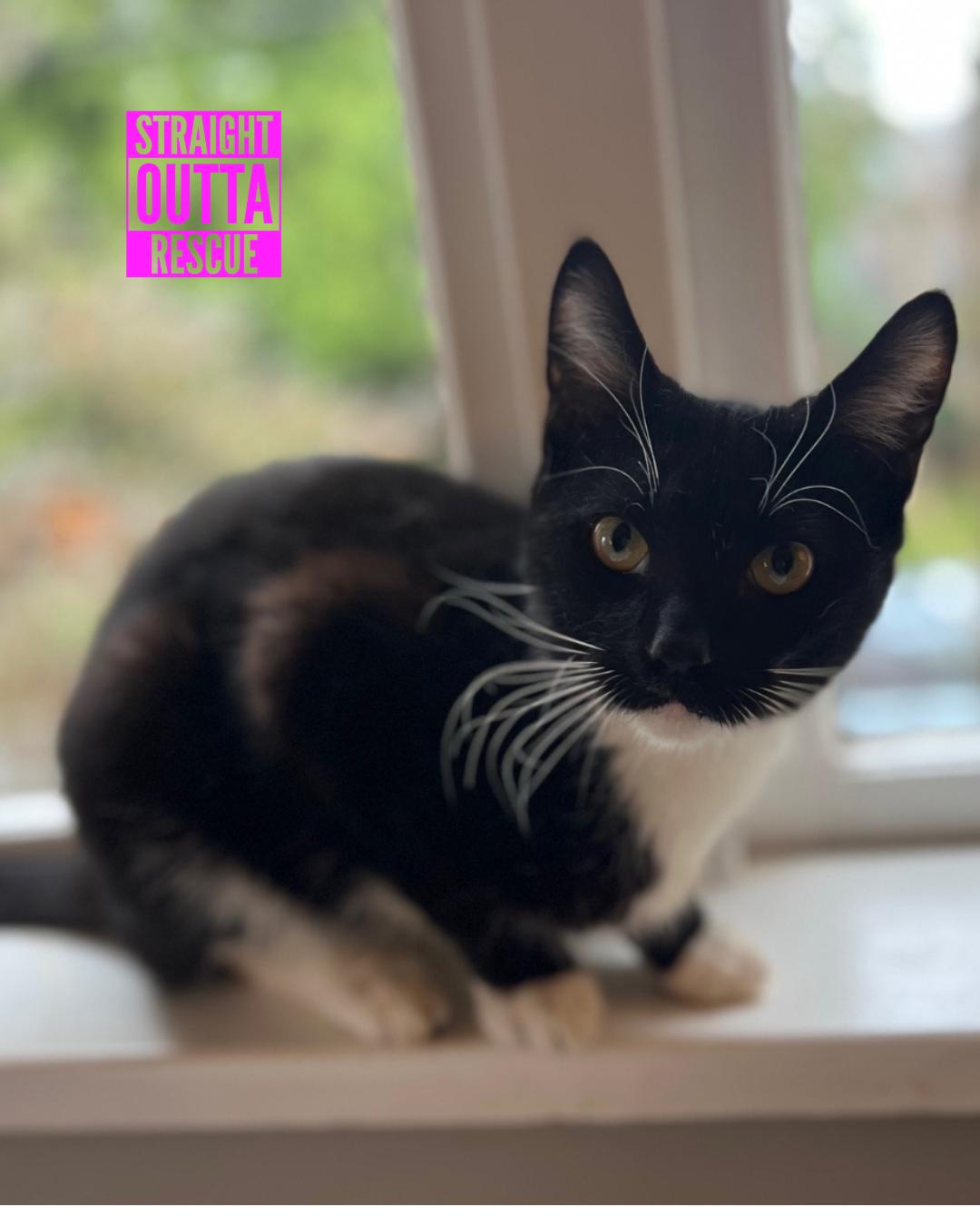 Enlarge Flounder (bonded to Sebastian), a ADOPTABLE Domestic Short Hair in Vancouver, BC image 1/6