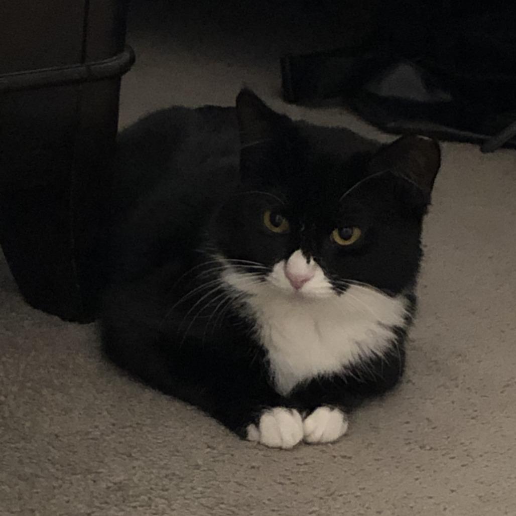 Pumpkin Pie, Adoptable, Adult Female Domestic Short Hair.
