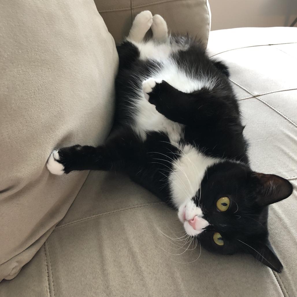 Enlarge Pumpkin Pie, a Adoptable Domestic Short Hair in Wakefield, MA image 3/5
