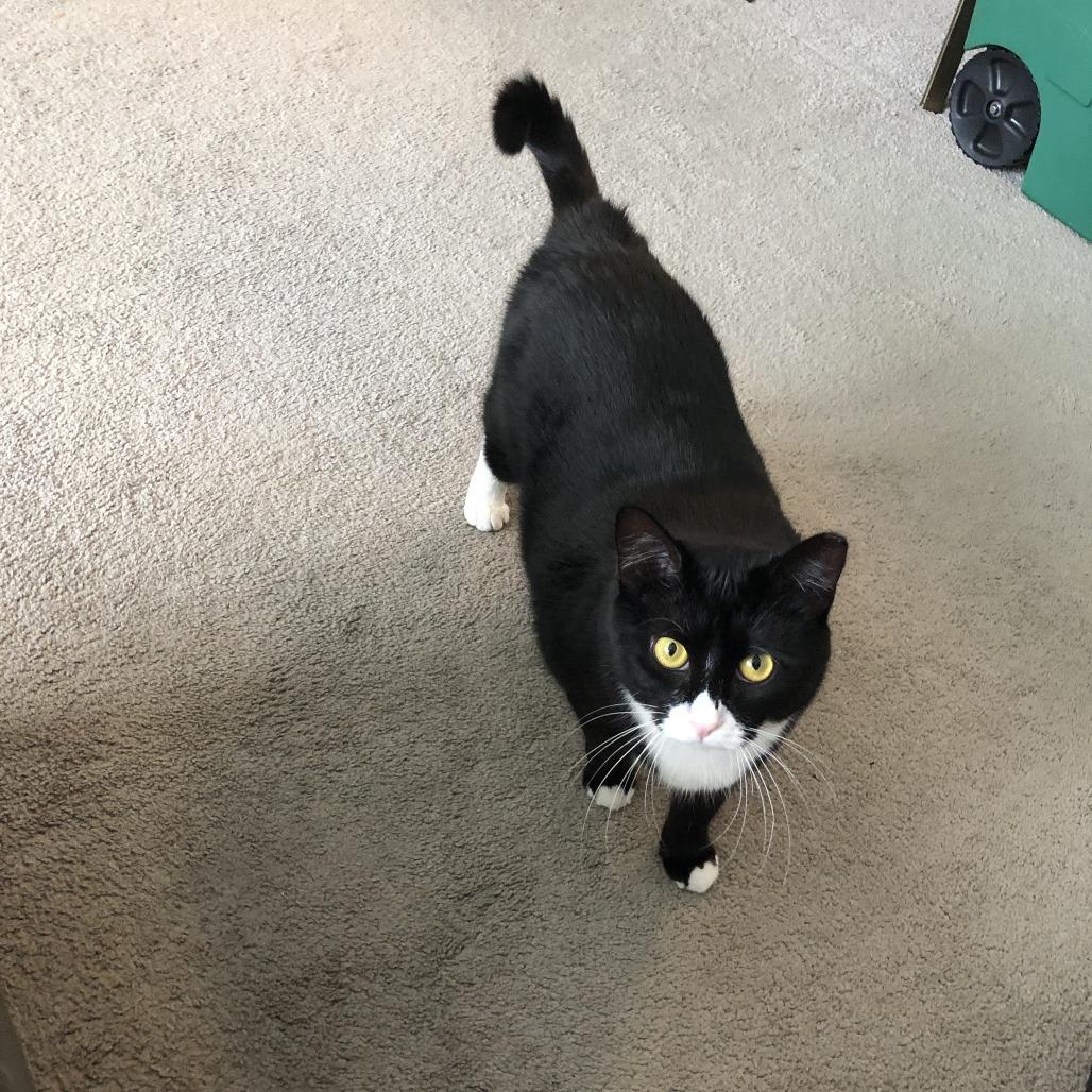 Enlarge Pumpkin Pie, a Adoptable Domestic Short Hair in Wakefield, MA image 4/5