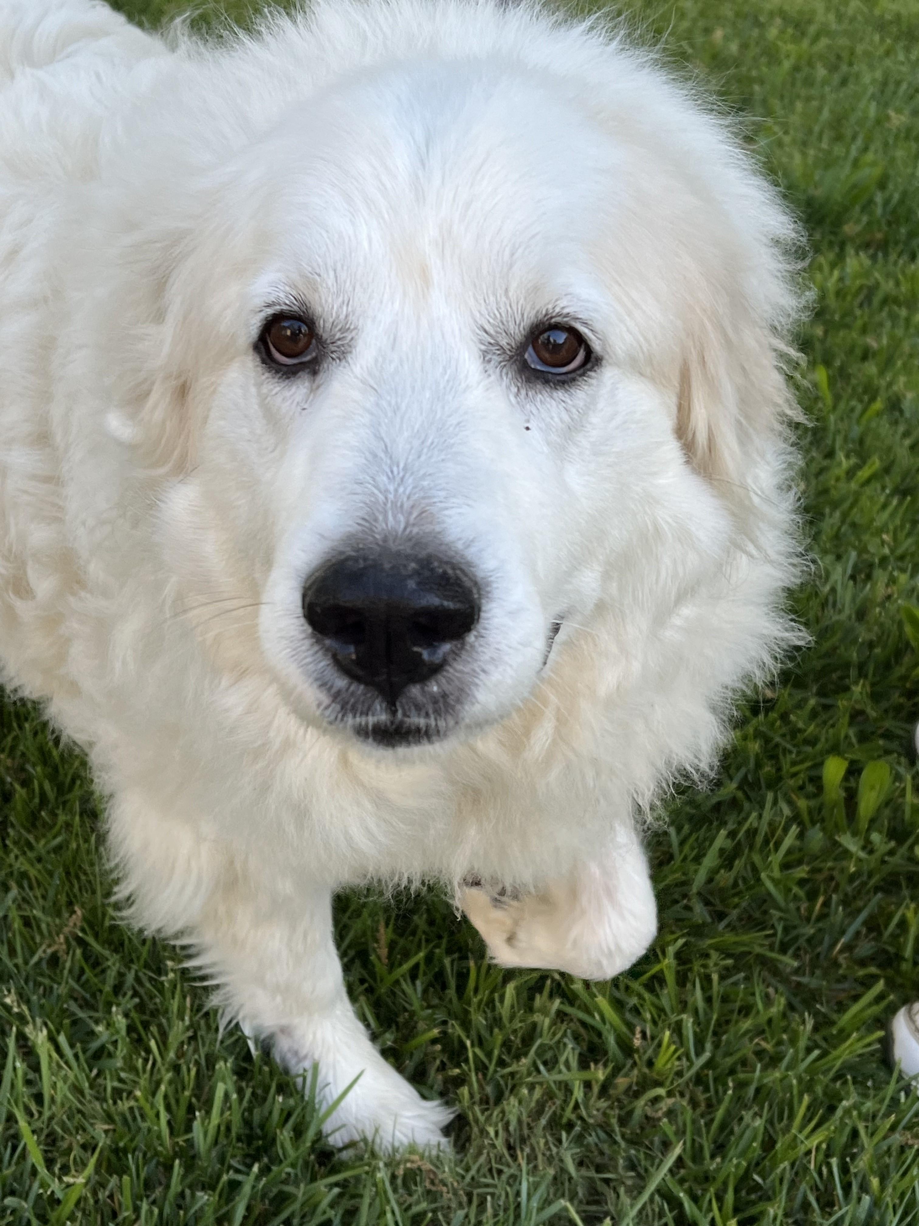 Enlarge LUNA, an adoptable Great Pyrenees in Granite Bay, CA image 1/4