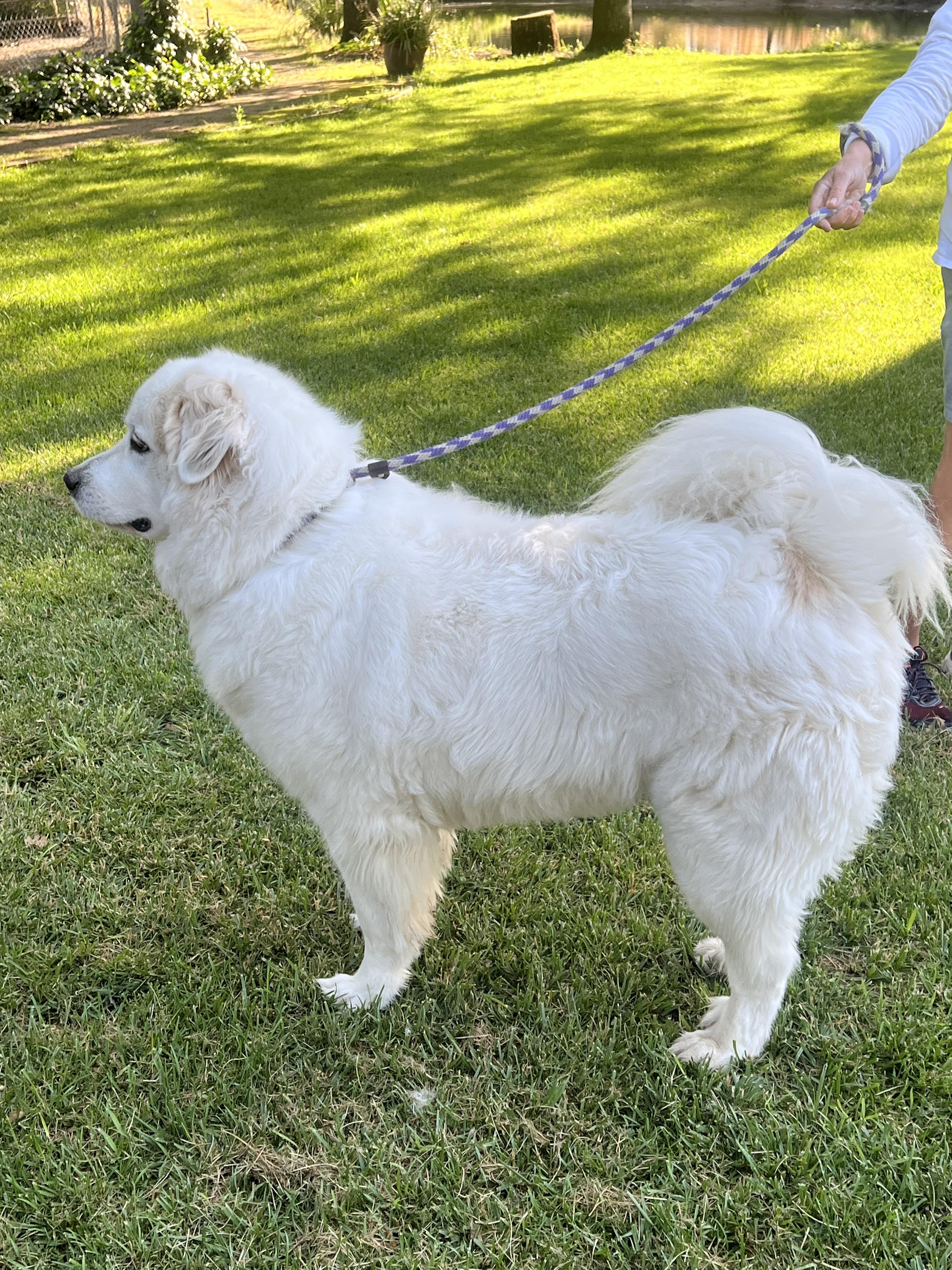 Enlarge LUNA, an adoptable Great Pyrenees in Granite Bay, CA image 2/4